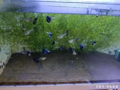 黑色的鱼缸鱼有哪些(黑色观赏鱼的种类与特点)