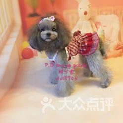 “集装箱宠物乐园，萌宠生活大揭秘！”