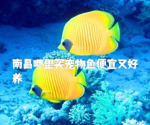 南昌哪里买宠物鱼便宜又好养