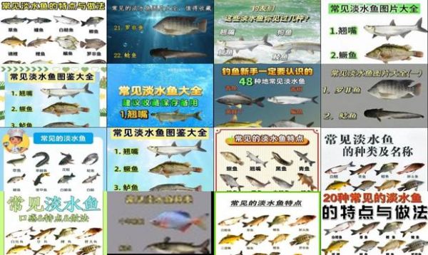 100种常见淡水鱼