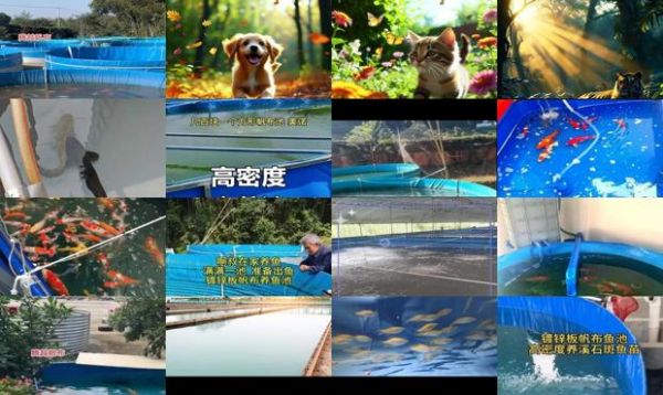 帆布池适合养什么鱼