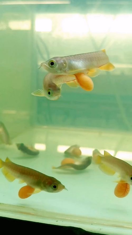 铁包金文鱼球：独特宠物养护指南