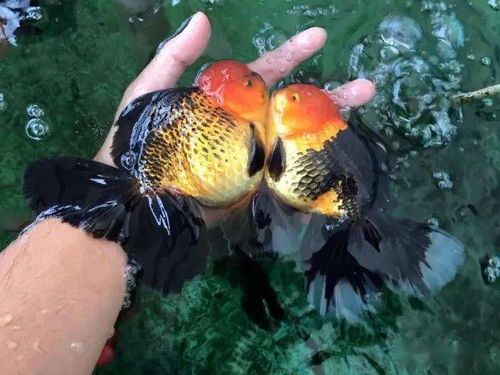 铁包金文鱼球：独特宠物养护指南