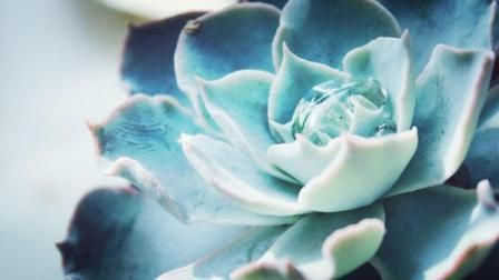 12星座最适合养的多肉植物是什么? 双鱼座的美炸天!