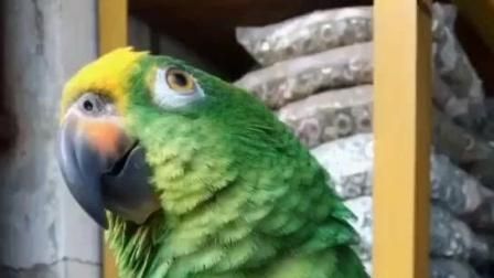 妈妈这两个字是全世界的物种都能听懂的词语