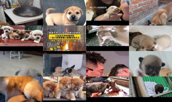 火烧3个小奶狗视频