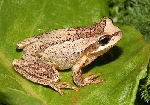 棕树蛙的护理知识