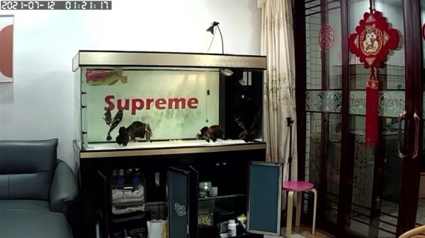 虎鱼日常干架花落谁家，鱼争斗，揭秘水族箱中的常胜者与败者