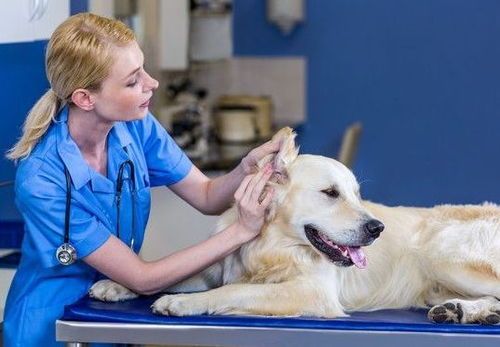 宠物健康，定期体检不可少。
