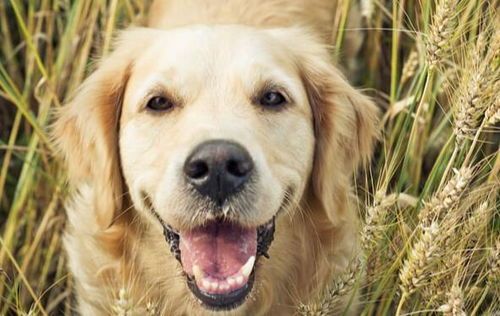 宠物健康，定期体检不可少。