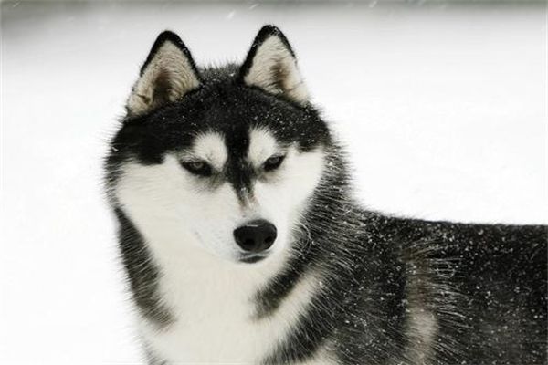 训练狗狗站起来,幼犬期塑造狗狗健康心理