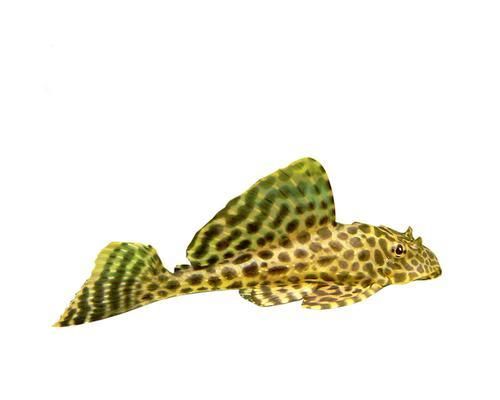 豹纹清道夫鱼的饲养注意事项（打造清澈水域的环保小管家）