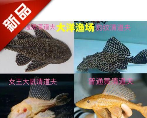 豹纹清道夫鱼的饲养注意事项（打造清澈水域的环保小管家）