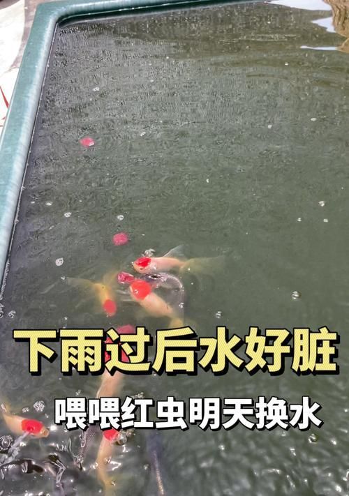 科学养护金鱼水环境的重要性（了解金鱼水质换水周期，打造良好的鱼缸环境）