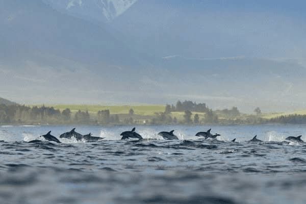 比熊犬幼犬的挑选品种有哪些,比熊犬幼犬的挑选品种有哪些图片
