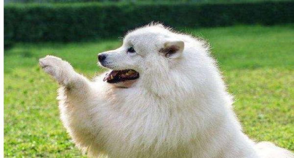 适合北京市养狗的品种推荐（以性格温顺）