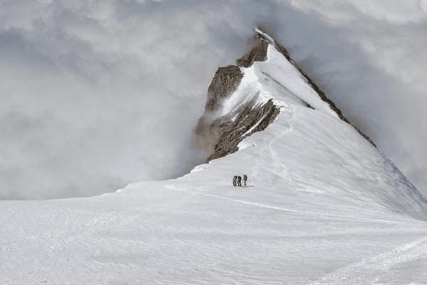 怎么挑选品种中的比熊犬，怎么挑选品种中的比熊犬呢