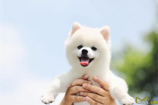 新手第一次养狗选择什么品种?这7种最合适新手了