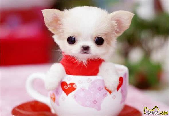 新手第一次养狗选择什么品种?这7种最合适新手了