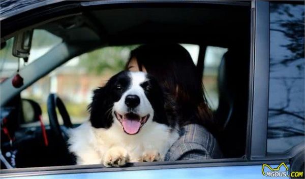 新手第一次养狗选择什么品种?这7种最合适新手了