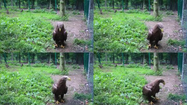 圈养或动物园中的秃头鹰。野生鸟类的康复。受伤鸟类的救助和治疗。