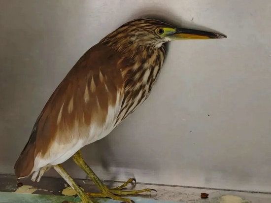 三门峡市渑池县：爱心接力救助池鹭 协同守护野生动物_fororder_国家“三有”保护动物池鹭 摄影 黄丽娟