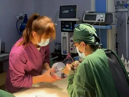 三门峡市渑池县：爱心接力救助池鹭 协同守护野生动物_fororder_医生正在为骨折的池鹭进行手术 摄影 黄丽娟
