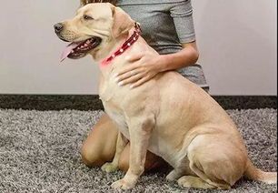 江苏宠物鹿养殖市场潜力巨大，未来盈利空间如何？