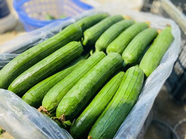 金丝熊在笼中进食绿色蔬菜