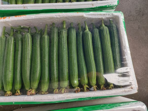 金丝熊与主人互动,手持油菜叶