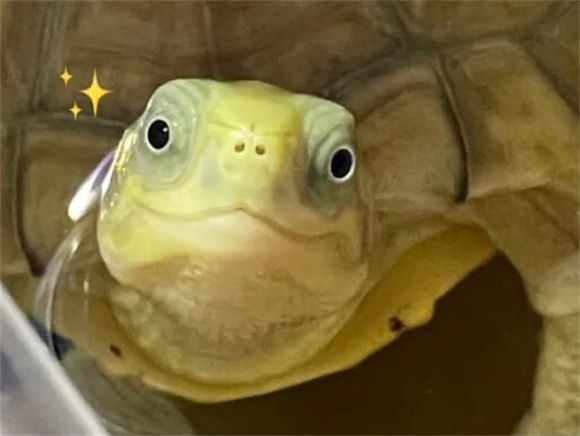 降低养龟风险 避免当冤大头 如何挑选一只靠谱龟