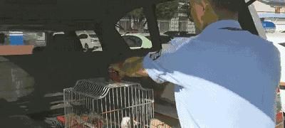 非洲灰鹦鹉的饲养方法（从环境到饮食，全方位了解如何照顾你的宠物）