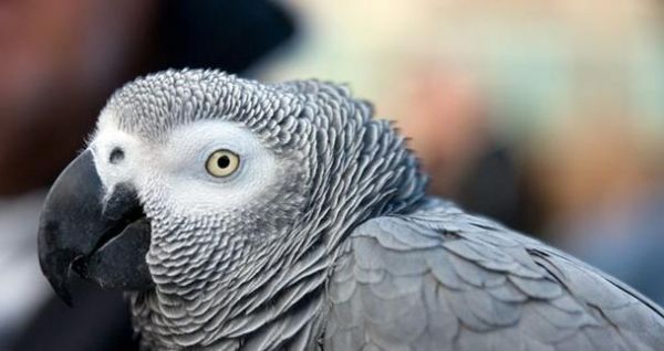 非洲灰鹦鹉的饲养方法（从环境到饮食，全方位了解如何照顾你的宠物）