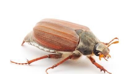 如何正确饲养斑纹泥龟——打造完美宠物生活（以斑纹泥龟的饲养方法为主题，让你成为合格的宠物主人）