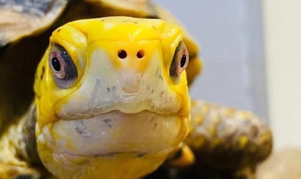 如何正确饲养斑纹泥龟——打造完美宠物生活（以斑纹泥龟的饲养方法为主题，让你成为合格的宠物主人）