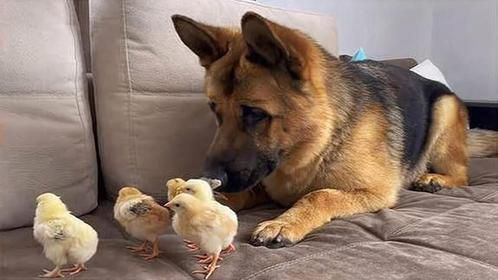 主人带回家几只小鸡崽，还让德牧帮忙照顾，结局笑得肚子疼