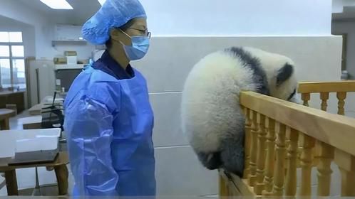 熊猫宝宝翻床越狱，回头一看奶妈来了，接下来的举动让人笑岔气