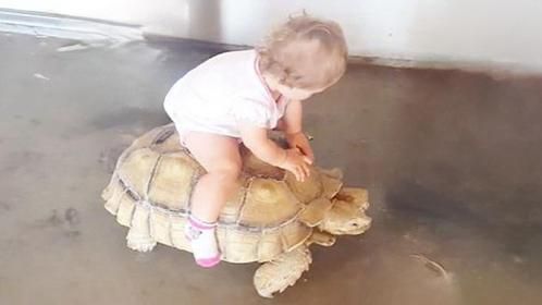 自从带回来一只乌龟，小宝宝出门就变成这样，都不想走路了