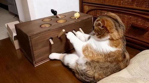 主人为了不让猫咪无聊，做了个打地鼠机，镜头记录精彩全程