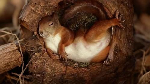 在松鼠窝里安装监控，瞧瞧它一天都在里面干啥，看完忍住别笑