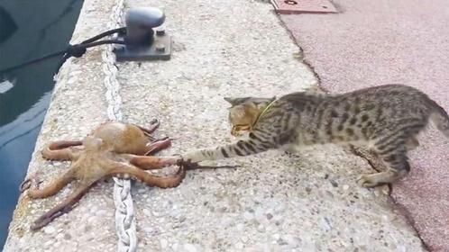 自己还没搞明白呢就被吃了，镜头记录全程！真是现实版以柔克刚