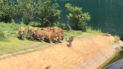 一只鹤误入东北虎领地，奋起反抗也难逃虎口，结局惨被群虎瓜分