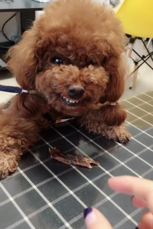 宠物狗护食怎么回事儿啊