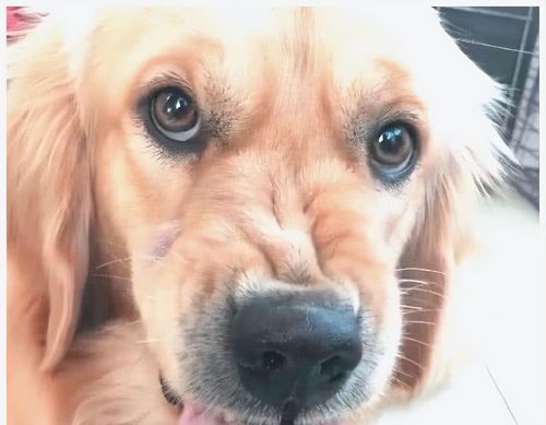 宠物狗护食怎么制服它呢