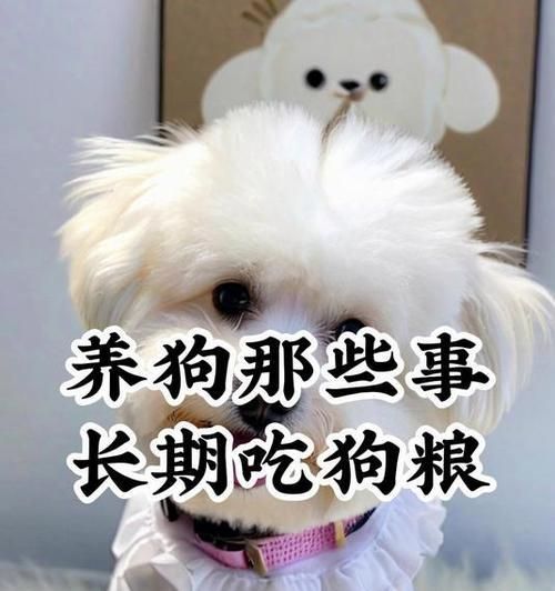 狗狗何时适宜以犬粮为主食？（了解狗狗成长阶段和饮食需求，让犬粮成为其主要食物。）