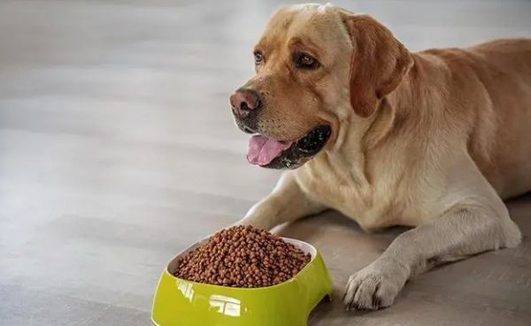 如何让狗快速的吃狗粮视频