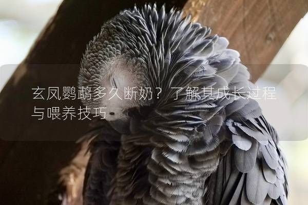 玄凤鹦鹉多久断奶?了解其成长过程与喂养技巧