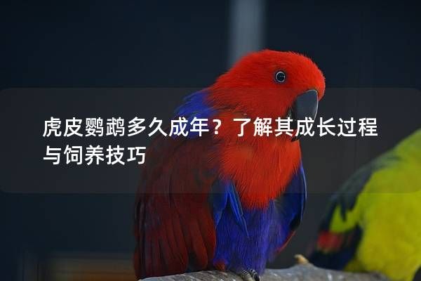 虎皮鹦鹉多久成年？了解其成长过程与饲养技巧