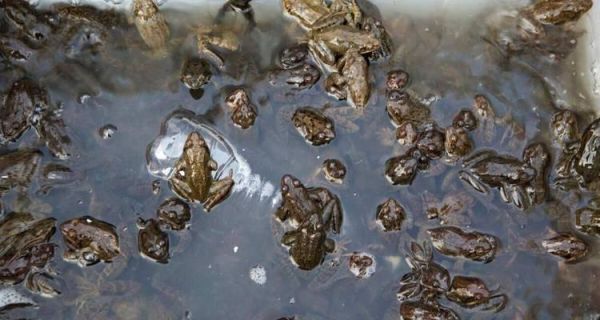 北朱雀的养殖技巧（掌握北朱雀的饲养要点，让你养出健康的小鸟）