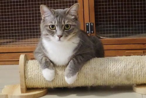 q宠物：如何挑选适合自己的宠物？q宠物种类大全及饲养技巧